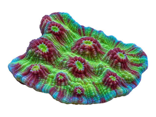 Echinophyllia Chalice