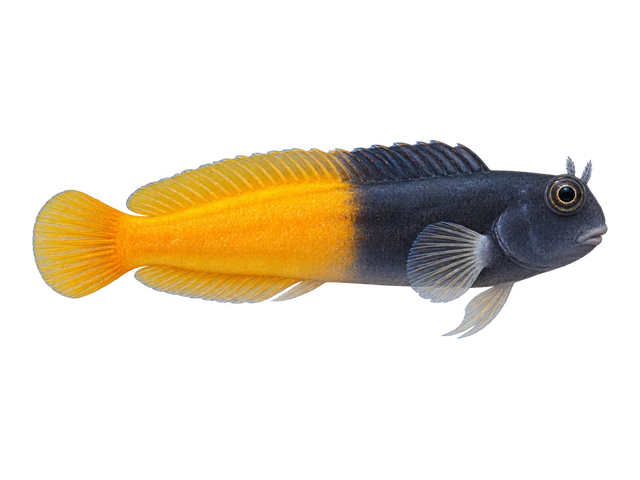 Bicolor Blenny