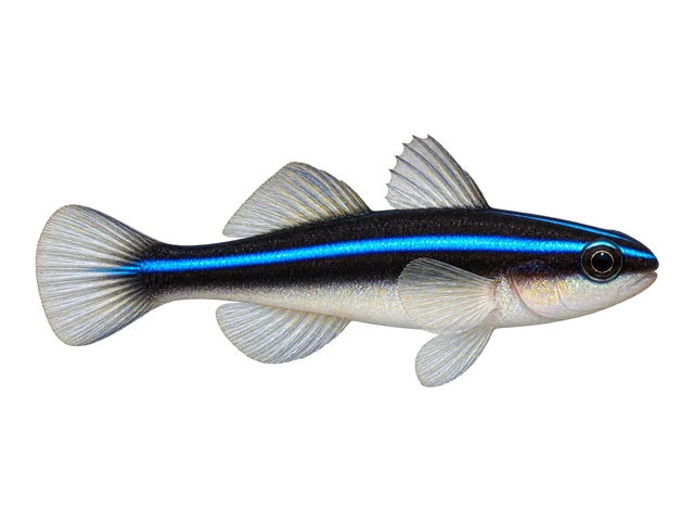 Neon Goby