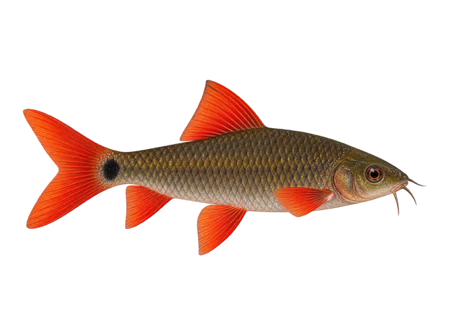 Rainbow Shark