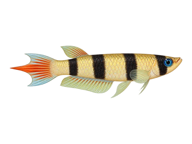Clown Killifish