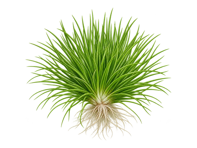 Eriocaulon Cinereum