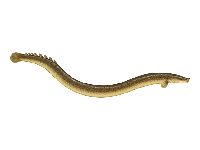 Ropefish