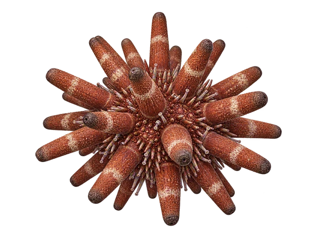 Slate Pencil Urchin