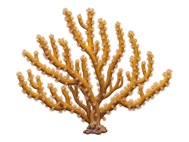 Bent Sea Rod