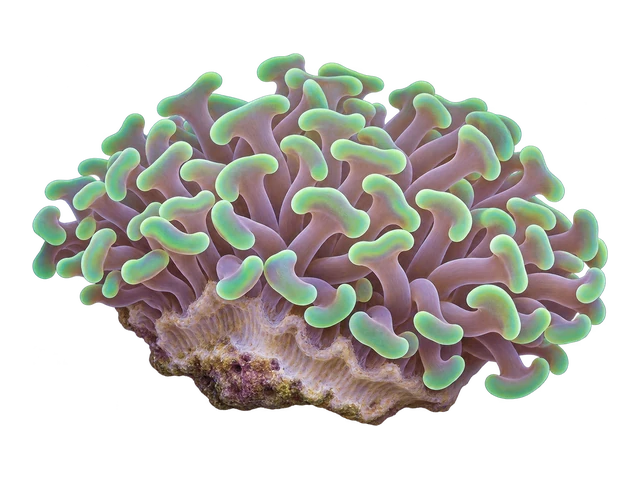 Hammer Coral