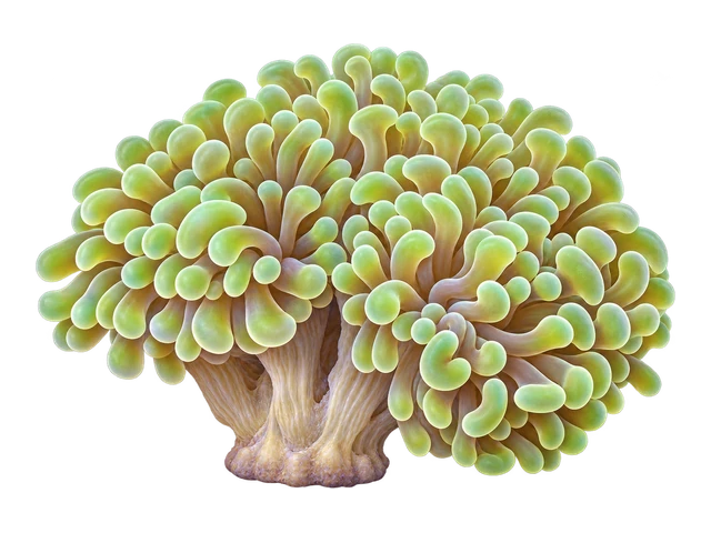 Grape Coral