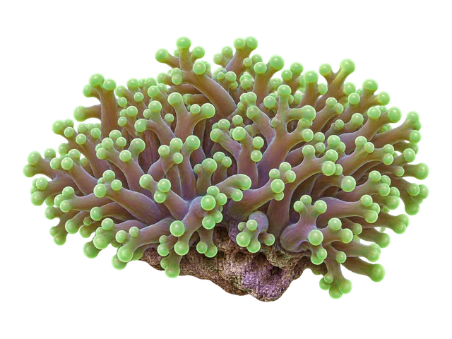 Frogspawn