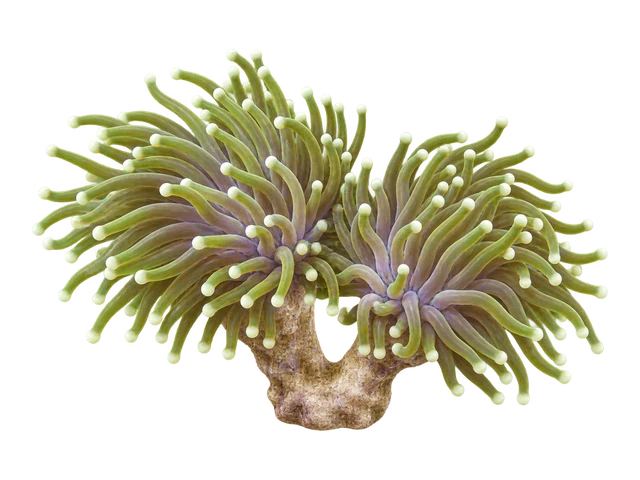 Torch Coral