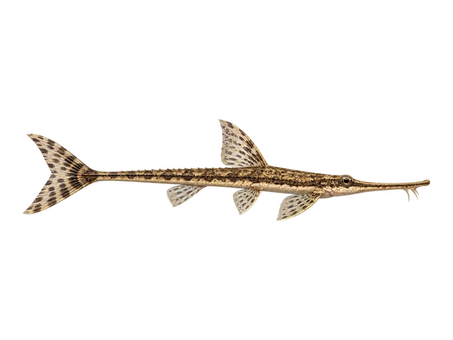 Twig Catfish