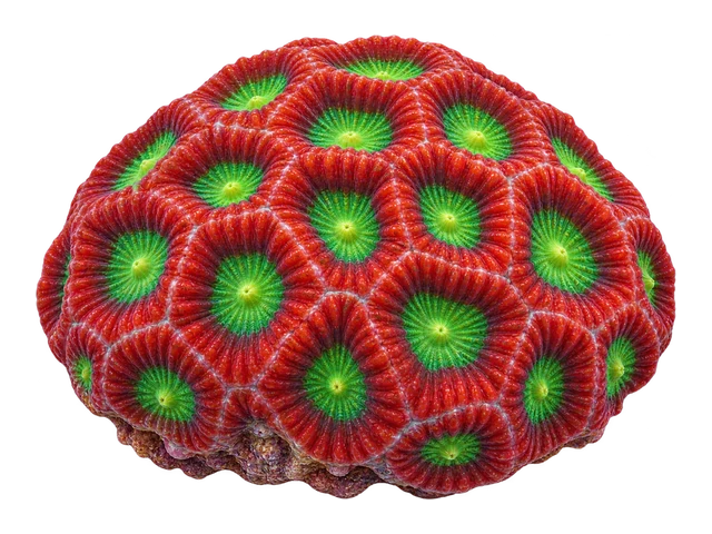 Favites War Coral