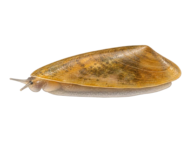 Freshwater Limpet