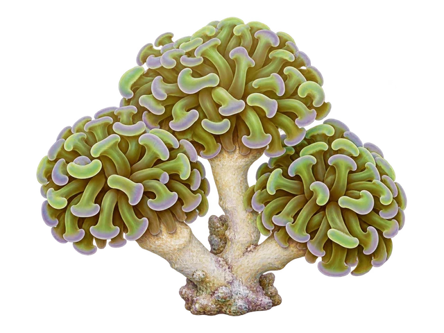 Branching Hammer Coral