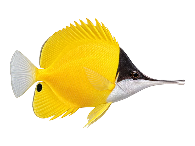 Longnose Butterflyfish