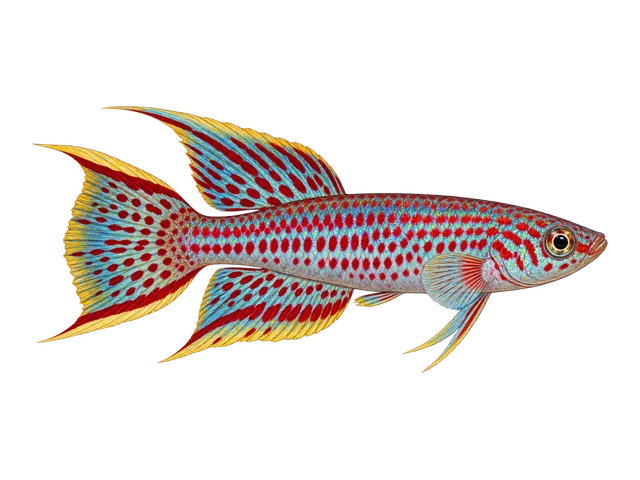 Gardneri Killifish