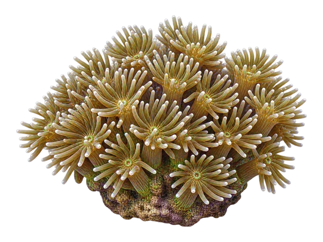 Galaxy Coral