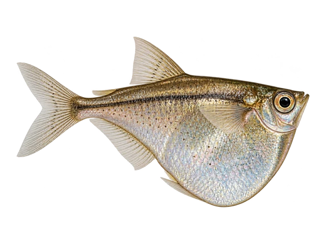 Common Hatchetfish