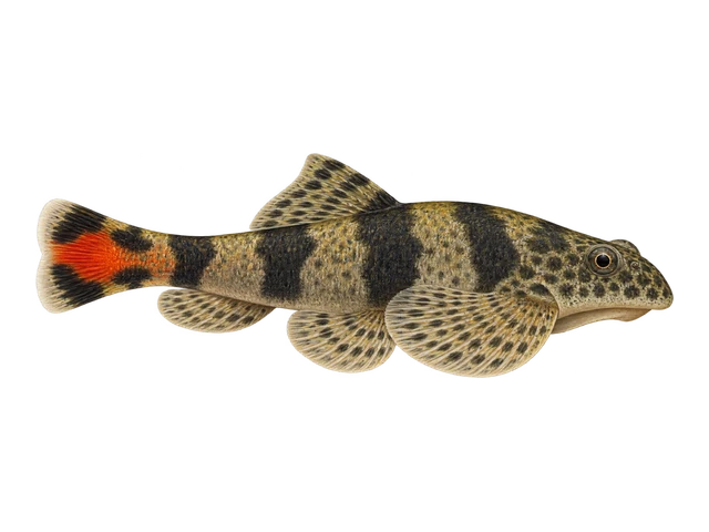 Red Tail Borneo Sucker