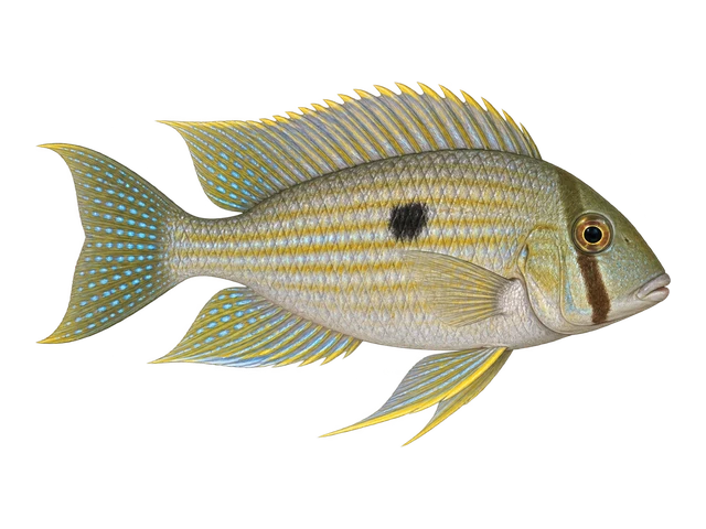 Geophagus taeniopareius