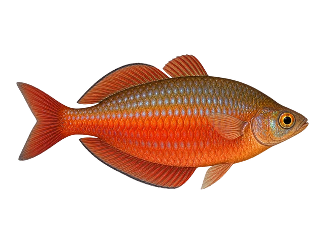 Millennium Rainbowfish