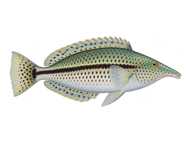 Bird Wrasse