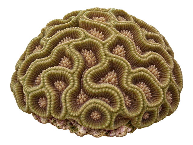 Goniastrea Australensis