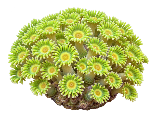 Flowerpot Coral