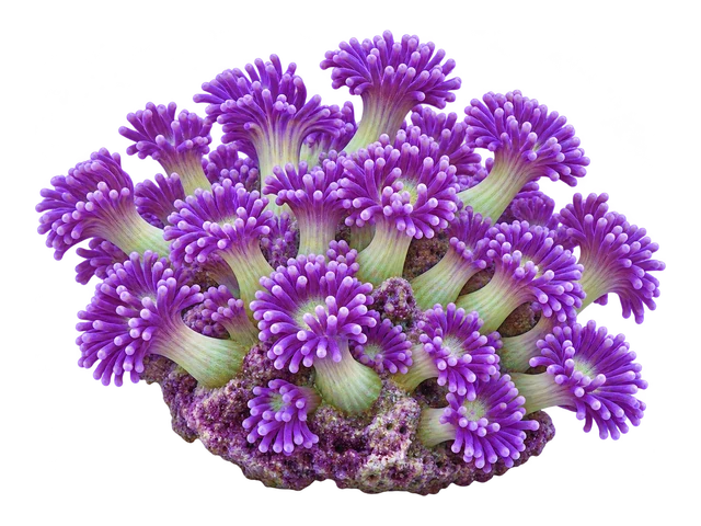Purple Goniopora