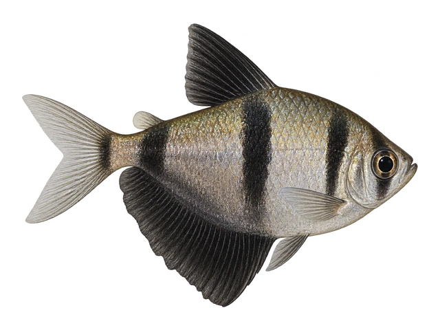 Black Skirt Tetra