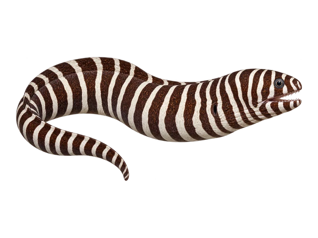 Zebra Moray Eel