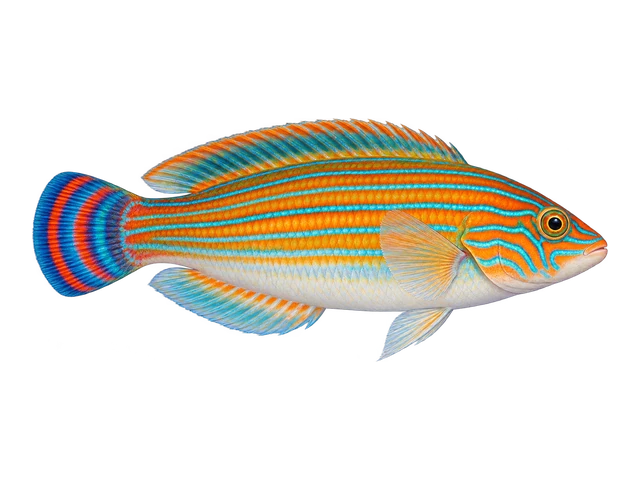 Melanurus Wrasse