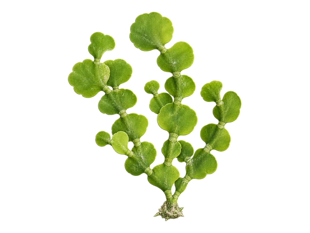 Saucer Halimeda