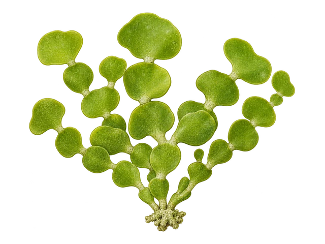 Cactus Algae