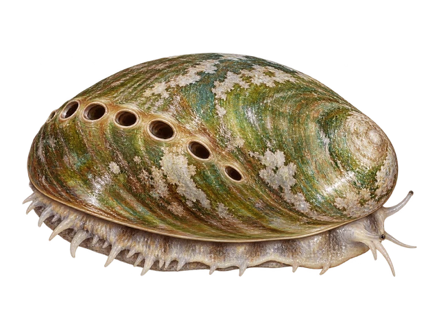Donkey's Ear Abalone