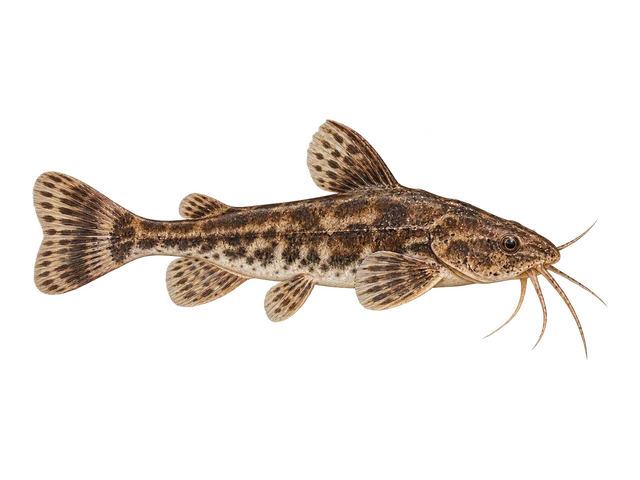 Asian Stone Catfish