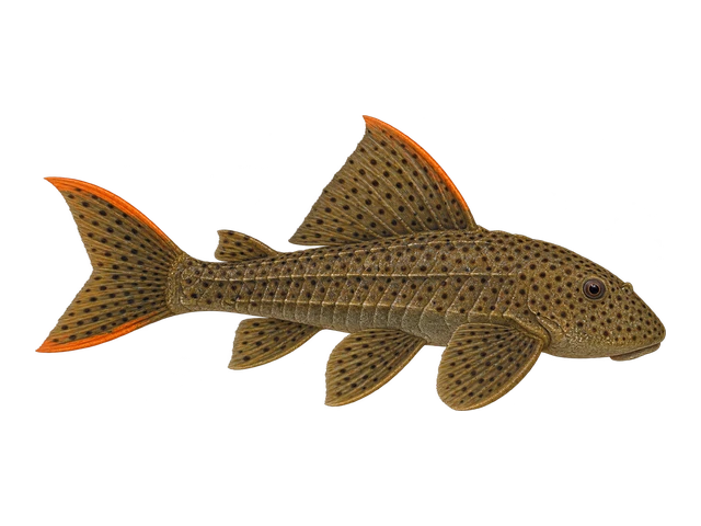 Orange Seam Pleco (L106)