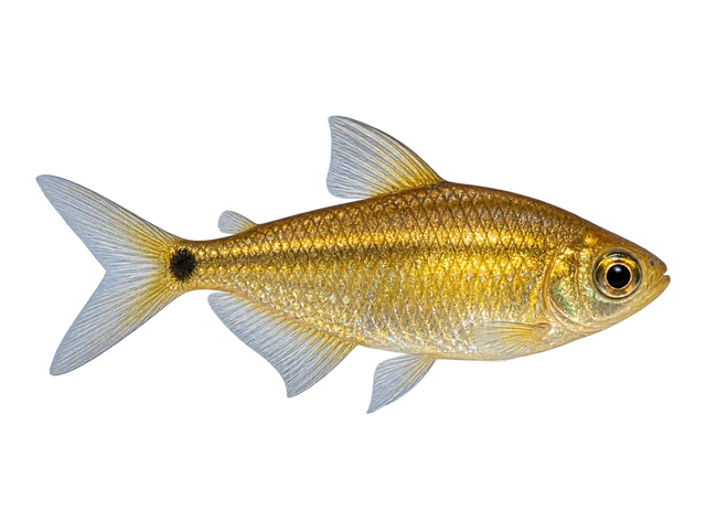 Gold Tetra