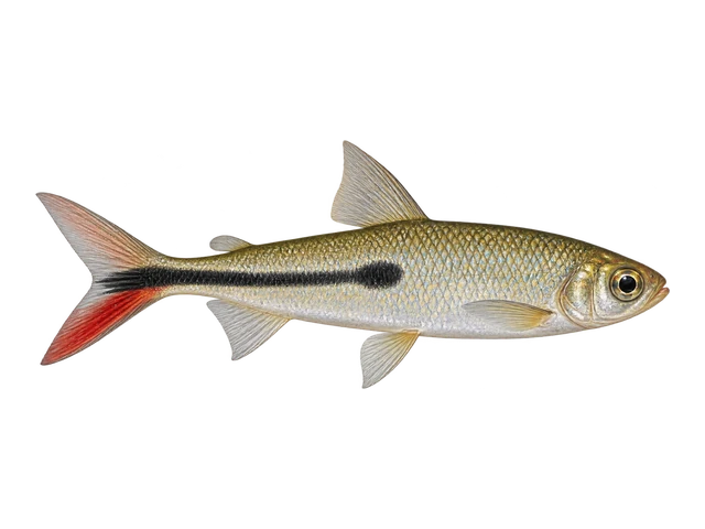 Red Tail Hemiodus