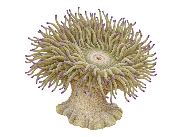 Sebae Anemone
