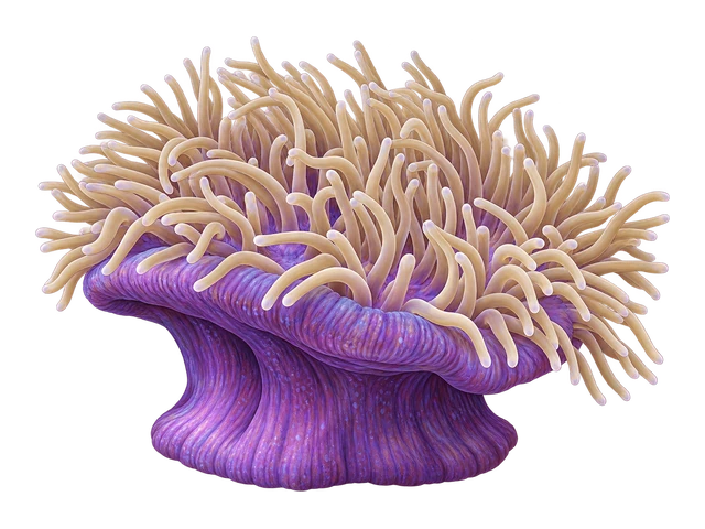 Magnificent Anemone