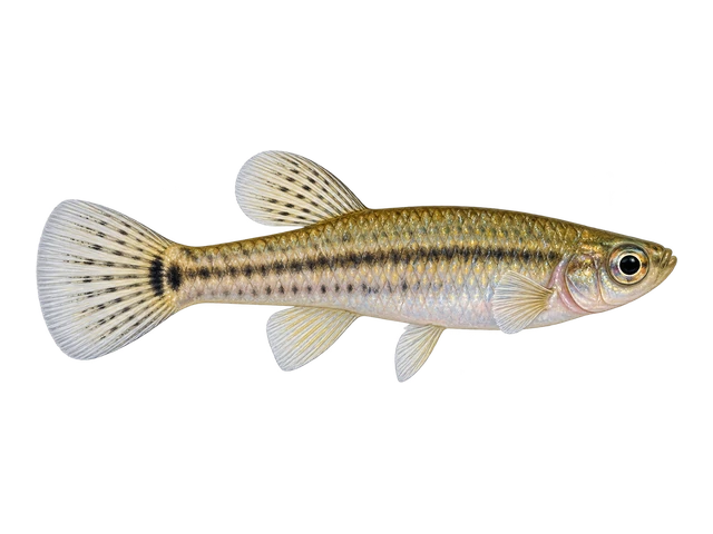Least Killifish