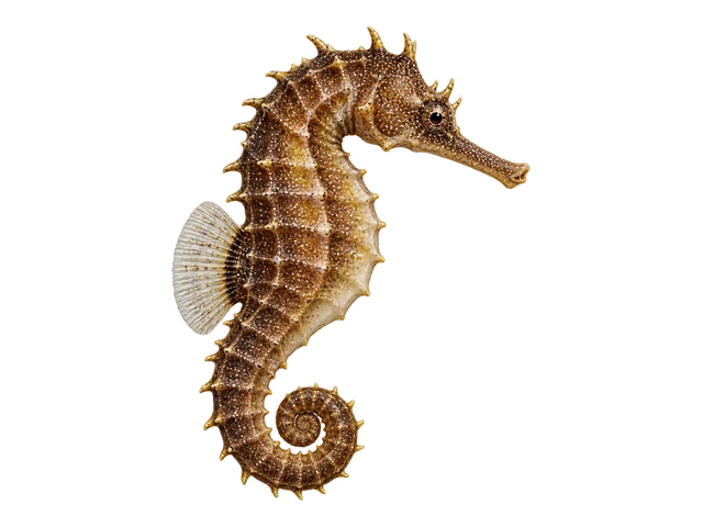 Lined Seahorse