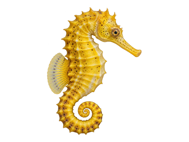 Yellow Seahorse