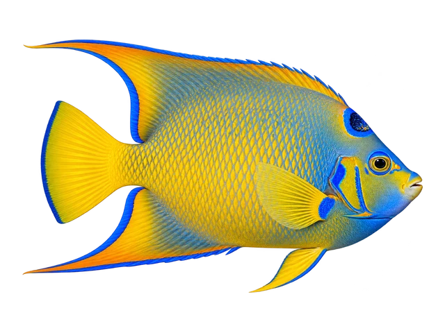 Queen Angelfish