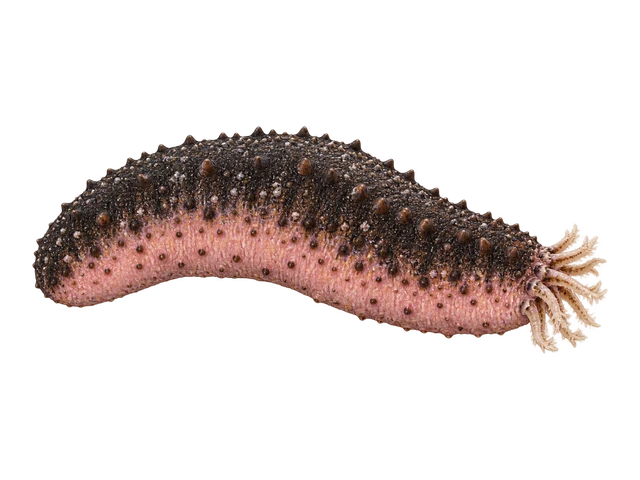 Pink and Black Cucumber