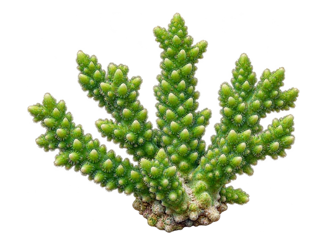 Branching Hydnophora