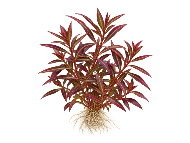 Araguaia Hygrophila
