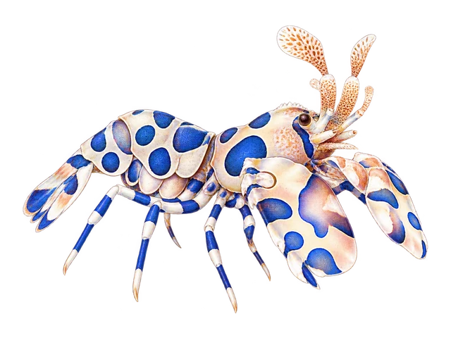 Harlequin Shrimp