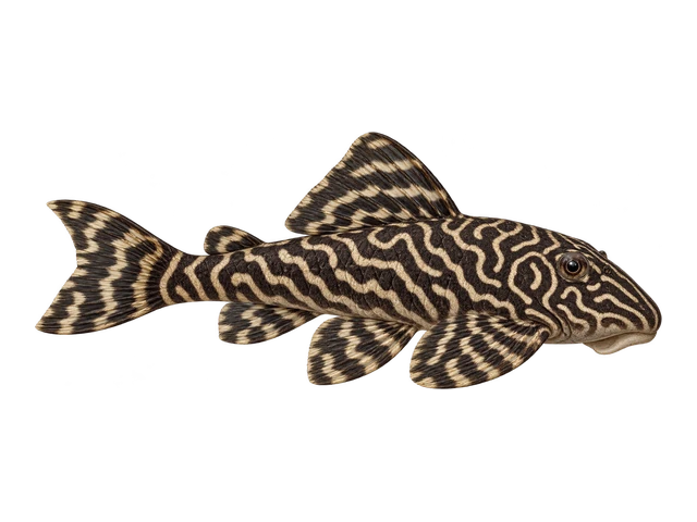 Colombian Zebra Pleco (L129)