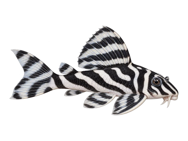 Zebra Pleco